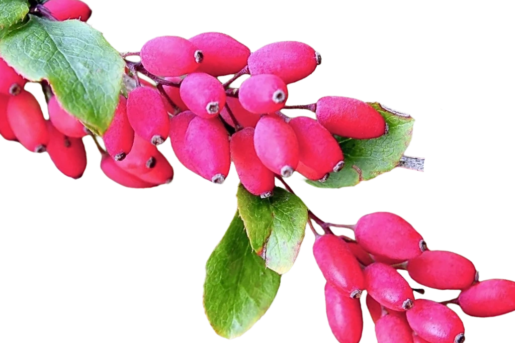 Ingrediente premium Enovitta